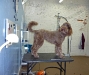 Labradoodle After