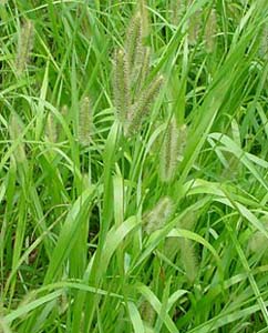 foxtail1