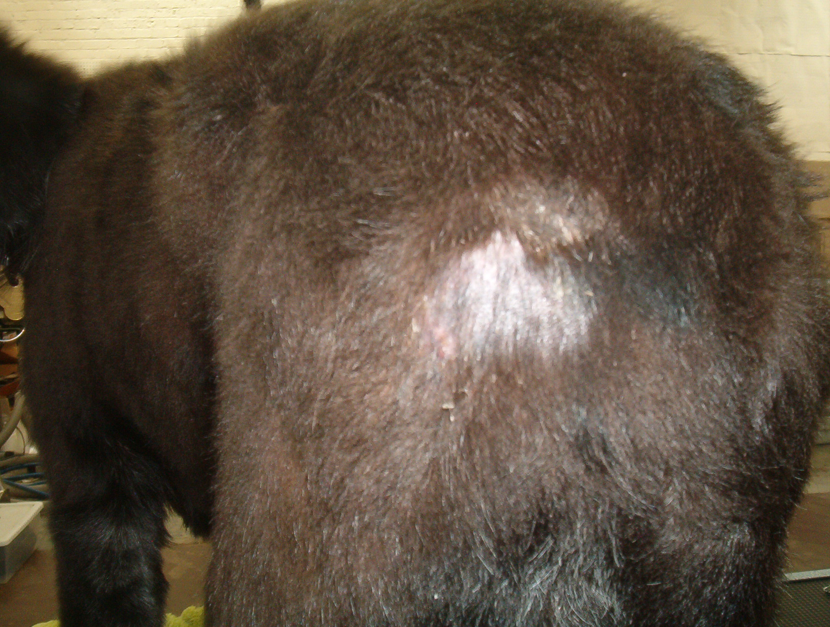 Clipper Alopecia Atomic Canine