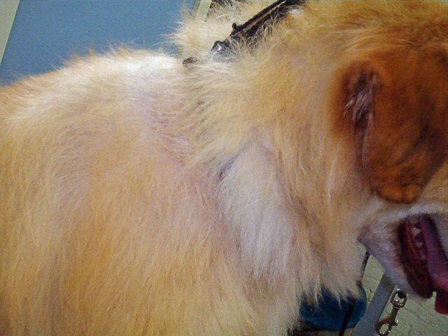 Alopecia In Dogs. Clipper alopecia on ChowMix